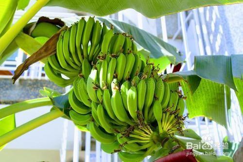成熟的香蕉为什么长成弯(成熟的香蕉为什么成熟后都是弯的)